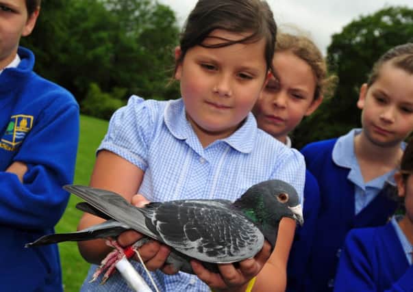 18/6/14- Pupils at Northiam School studying carrier pigeons as part of a World War 1 project. SUS-140618-144134001