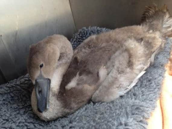 One of the cygnets affected by the Blue Green Algae, at Brooklands SUS-140722-145512001