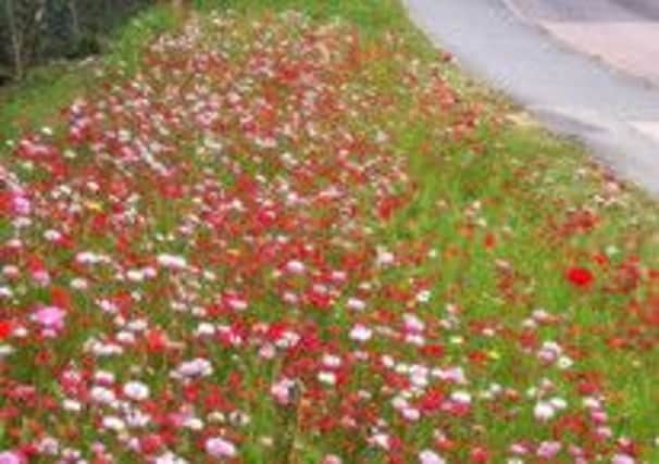 The poppy garden on Burrell Road