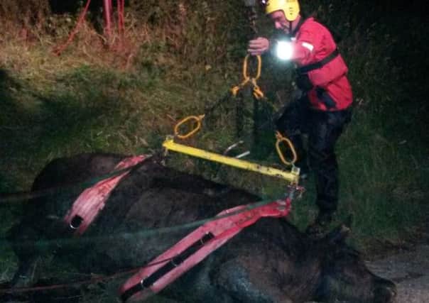 Bullock rescued in Coldwaltham. Photo taken by vet