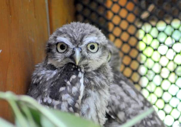 1/7/11- Rescue animals at Mallydams RSPCA Centre, Hastings.  Little Owls ENGSNL00120110107131324