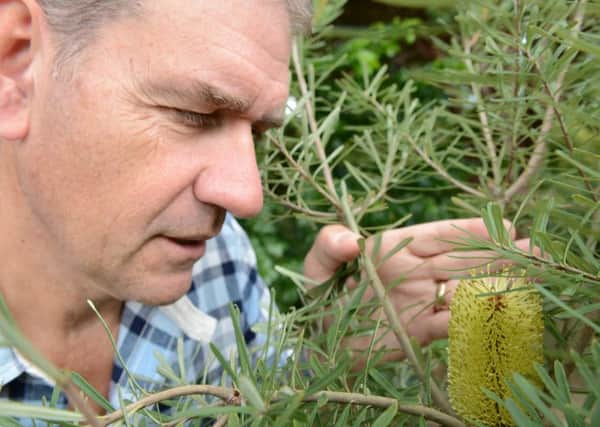 Dr Chris Clennett with the outdoor flowering Banksia at Wakehurst