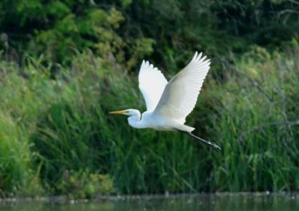 Rare great white egret seen at the Arundel Wetlands Centre on August 31, 2014    Photo by Paul Stevens