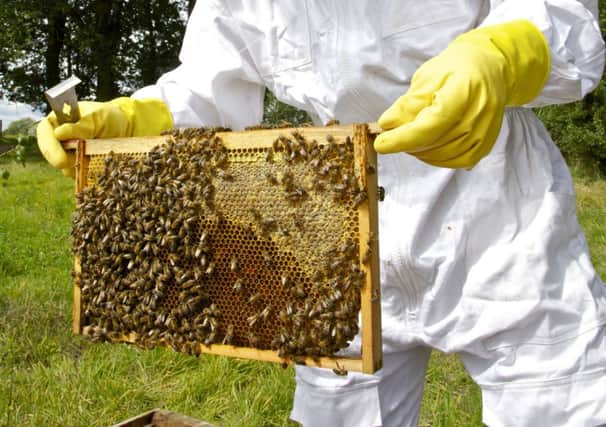 Project to save honey bees. Picture by Graeme McApline SUS-140909-125829001