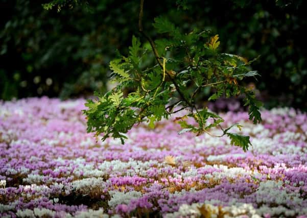 Flowering Cyclamen at Wakehurst. Pic Jim Holden