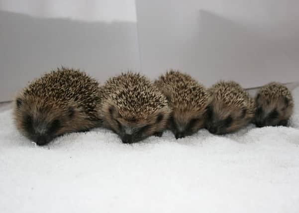Influx of hedgehogs at Care for the Wild SUS-141209-125822001