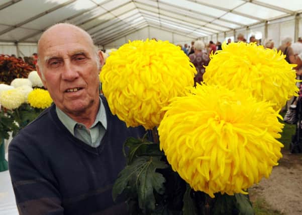 Tom Golds with his prize-winning chrysanthemumsL37635H14