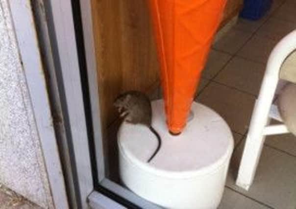 A rat spotted at Chicken Cottage, in Littlehampton. SUS-140917-141102001