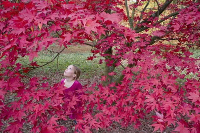 Autumn colour - little girl underneath red acer, National Trust. Picture by John Miller SUS-140922-145309001
