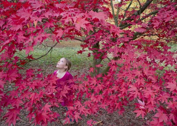 Autumn colour - little girl underneath red acer, National Trust. Picture by John Miller SUS-140922-145309001