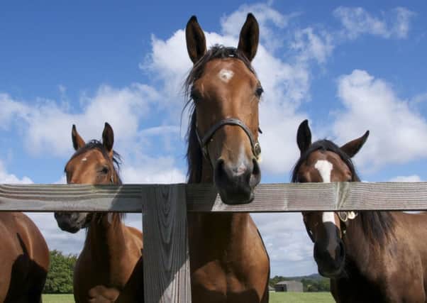 Shirocco Rose (centre) with two of her stablemates   Picture by Robin Smith