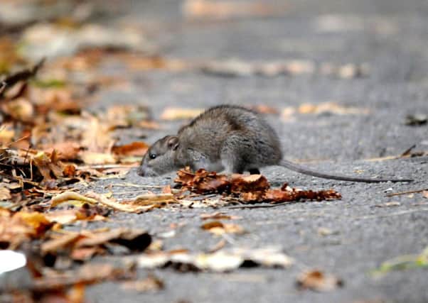 Rat on a footpath in Clair Park, Haywards Heath. Pic Steve Robards SUS-140925-161906001