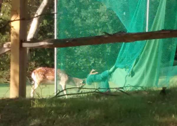 Deer caught in a net at Mannings Heath Golf Club