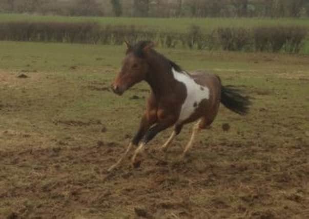 George, horse who had to be put down after attack in Pulborough