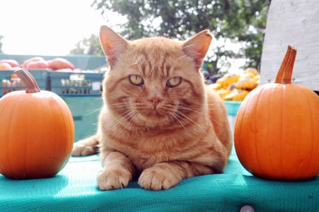 The Slindon Pumkin's cat Ginger finds a nice spot amid the pumpkins.14LASEP30c-5 PPP-140930-172544006