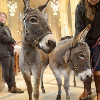 Two miniature donkeys from Crossbush joined the ceremony on Saturday