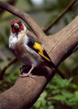 Jeff Packhams picture of a curious goldfinch