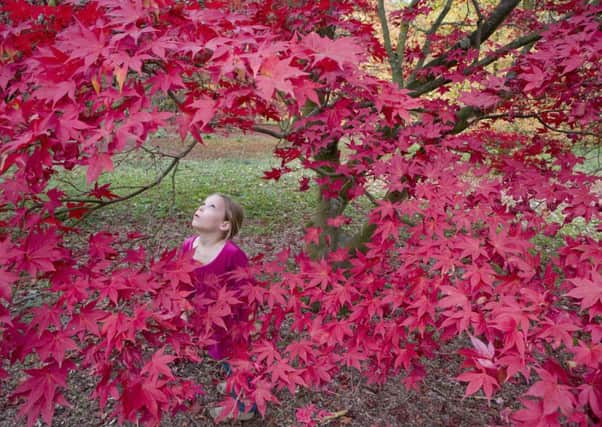 Little girl enjoying the autumn colour at Winkworth Arboretum, Godalming, Surrey. SUS-140409-112530001