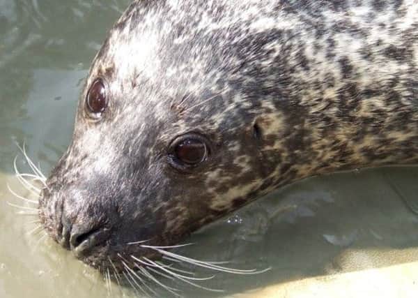 One of the seals seen in the River Adur