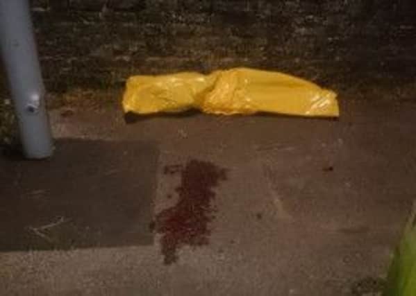 A dead porpoise was found in a Tarring alleyway on Saturday  Picture: Tim Allen