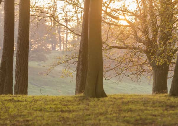 Petworth House and Park - sunrise through the trees, ©National Trust Images Chris Lacey SUS-141111-165333001