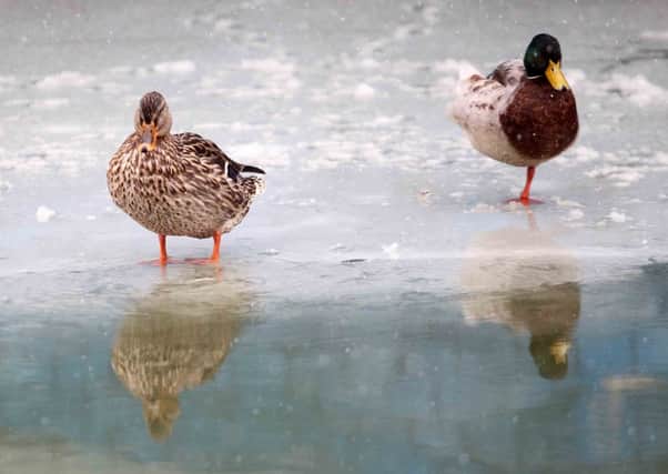 Ducks on the ice