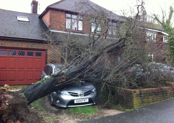Strong winds brind down tree in Spencers Place, contributed by Ian Fowler