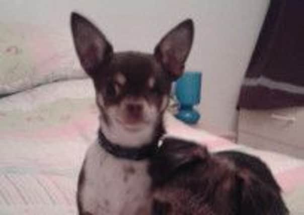 Oscar missing Horsham dog, contributed by Isabel Alves SUS-150115-163213001