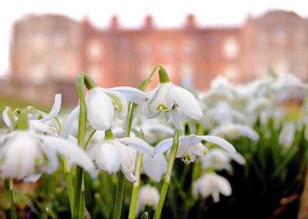 Snowdrops. Picture courtesy of the National Trust SUS-150116-160454001
