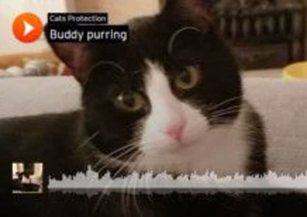 Cats Protection Soundcloud SUS-150116-161849001