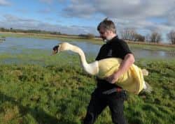 The swan being released back into the wild. Picture supplied by East Sussex WRAS
