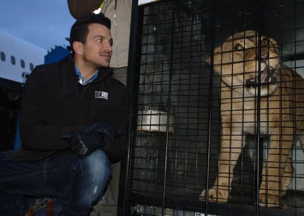 Peter Andre, a Born Free Foundation Patron, with one of the lionesses. SUS-150121-133944001