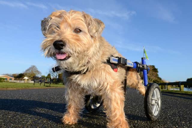 Chester the dog is full of energy with his new wheelchair D15041252a