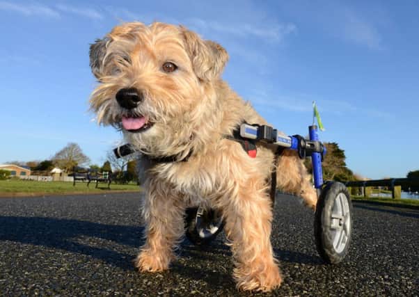 Chester the dog is full of energy with his new wheelchair D15041252a