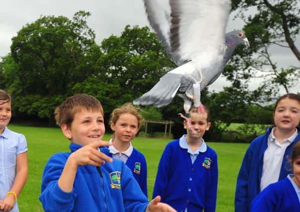 18/6/14- Pupils at Northiam School studying carrier pigeons as part of a World War 1 project. SUS-140618-144006001