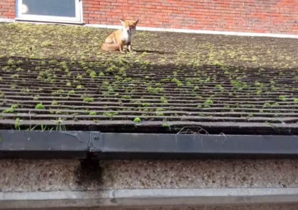 The fox stuck on the roof above Boots. Photo by Tharwat Tawfek