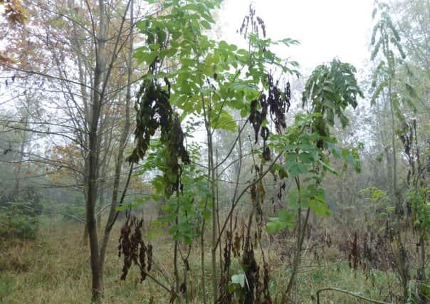 Ash dieback reduces the canopy of trees and blackens leaves. ANL-141007-085515001