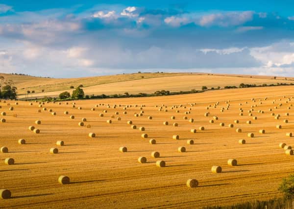 A view of fields of straw bails at Long Furlong taken an hour before dusk.
 Picture by Andy Walker. 

From the South Downs National Park Authority's 'Hidden Gems' photo competition 2014/15. SUS-150213-124304001