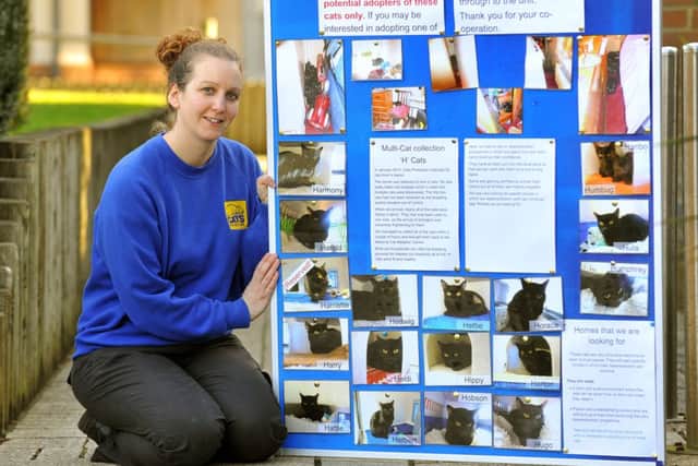 25 black cats and kittens recovered from a bedsit in Haywards Heath all needing homes. National Cats Adoption Centre Manager Danielle Draper with a board containing images of all 25. Pic Steve Robards SUS-150217-155313001