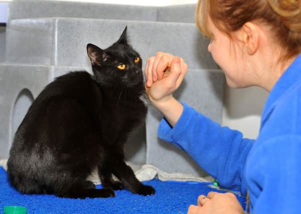 25 black cats and kittens recovered from a bedsit in Haywards Heath all needing homes. Harriet at the National Cats Adoption centre. Pic Steve Robards SUS-150217-155354001