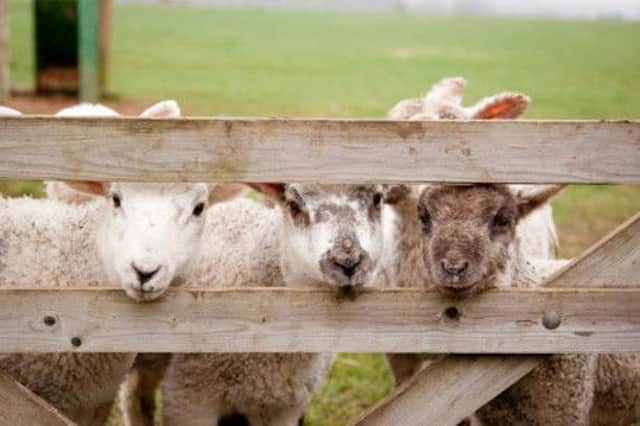 Lambs at West Lodge in Desborough