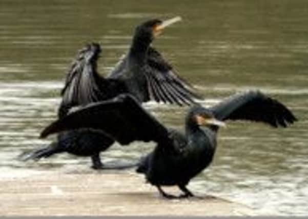 Cormorants are affecting stocks of fish in rivers