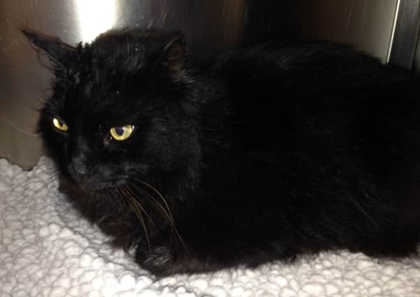 Skipper the cat was found dumped in a household waste unit