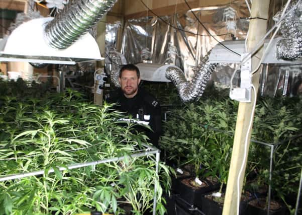 PC James Munden with hundreds of cannabis plants seized in Partridge Green