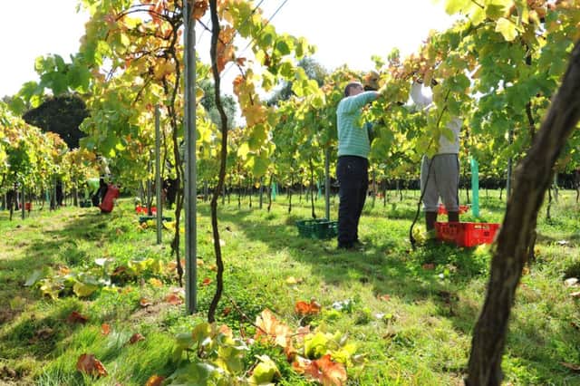 Harvesting the garpes at Bolney Wine Estate SUS-140527-145740003