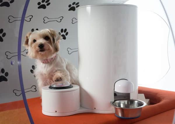 Gracie, a terrier cross, tries out the Samsung Dream Doghouse Photo credit should: David Parry/PA Wire
