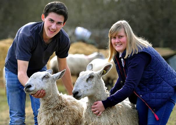 Chris Rolfe and Sophie Edney with their Bluefaced Leicester Sheep that were attacked recently. 10-03-15 JPCt. Pic Steve Robards SUS-151003-212549001