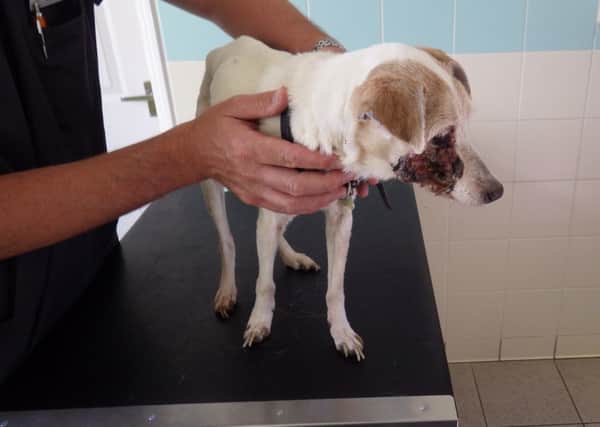 Vets were forced to put down the sick Jack Russel after a tumour ravaged its face