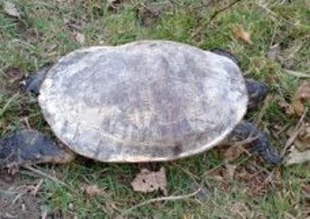 The terrapin found at Ditchling Common