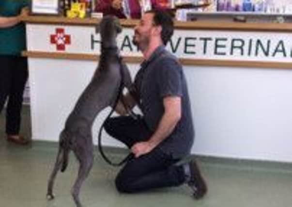 Jasper the whippet was handed into a vet in Hurstpierpoint and reunited with his owner SUS-150318-161147001